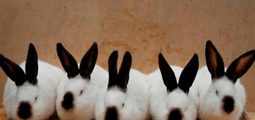 Разведение кроликов как бизнес: планирование и расчеты