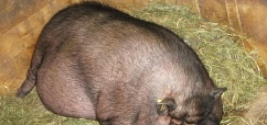 Вислобрюхая травоядная вьетнамская свинья