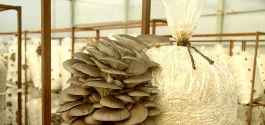 Пошаговая инструкция по выращиванию вешенок Какая солома лучше для грибных блоков