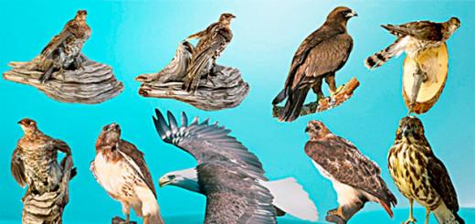 Хищные птицы: фото с названиями и описанием Самая большая птица из семейства орлиных