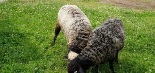 Выращивание овец на мясо в домашних условиях